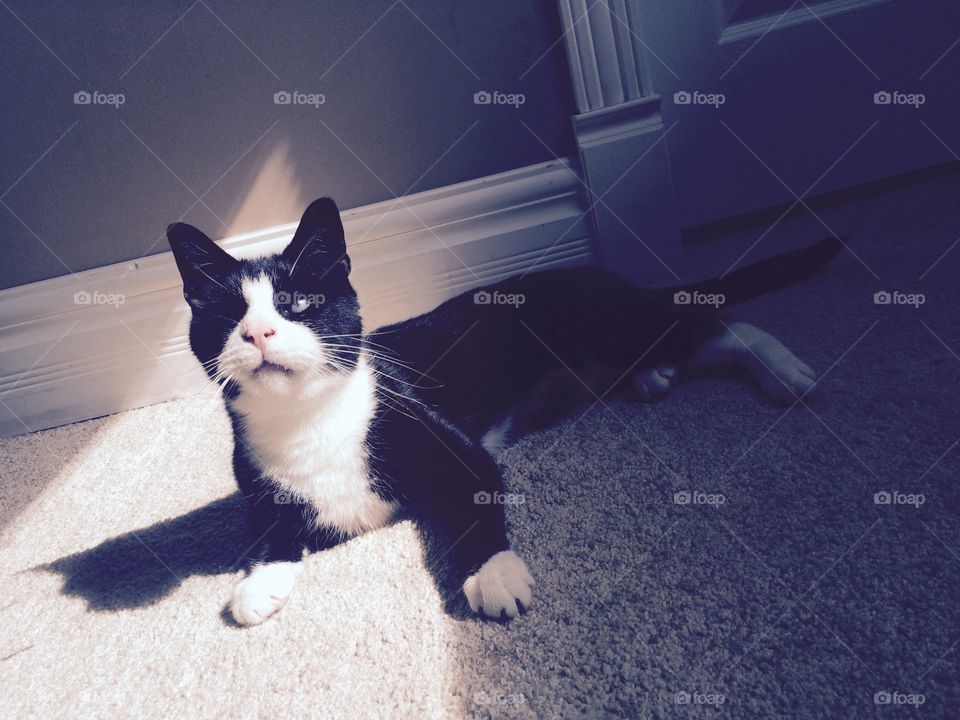 Adopted blind cat rescued from hoarding situation.