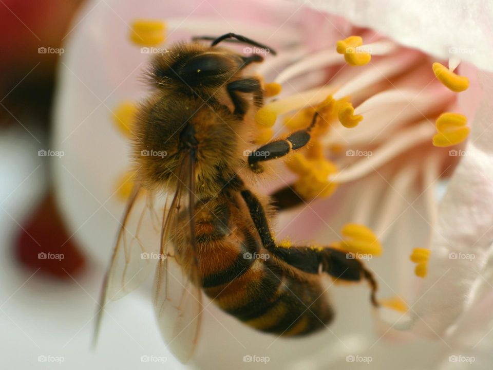 macro of bee and flower