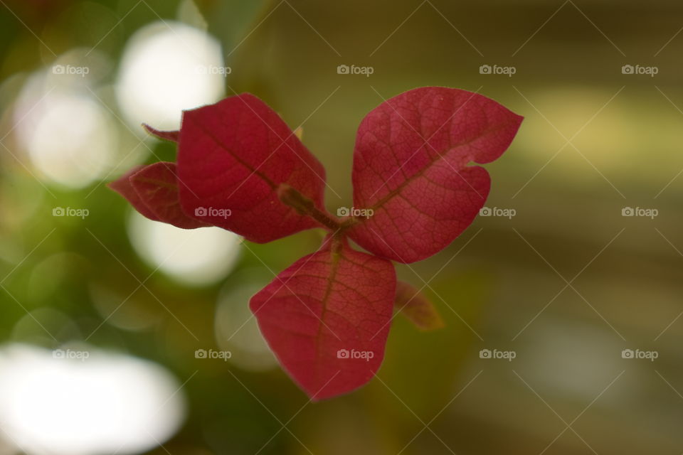 bright red bougainvillea flowers
