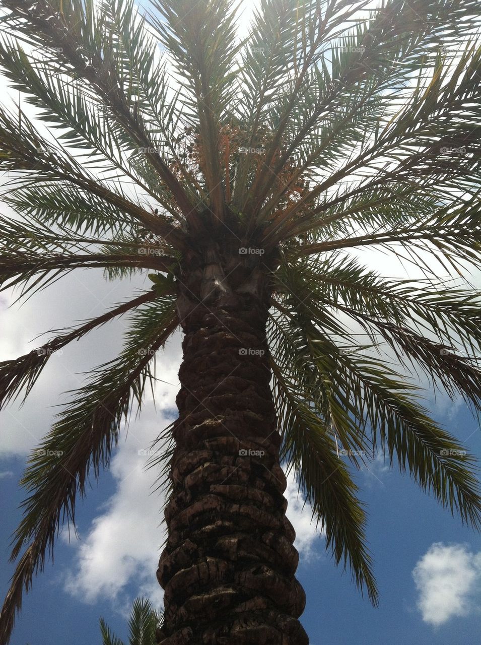 Palm tree