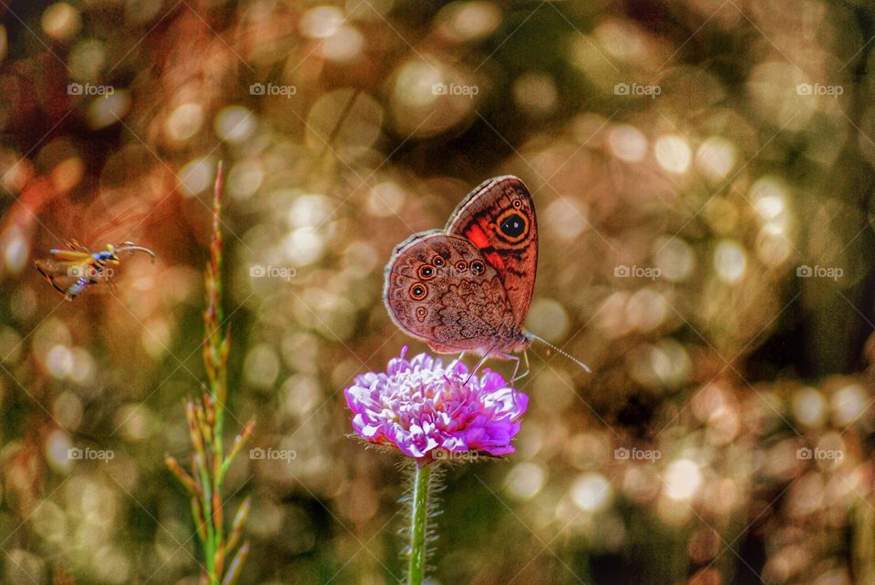 Bee vs butterfly