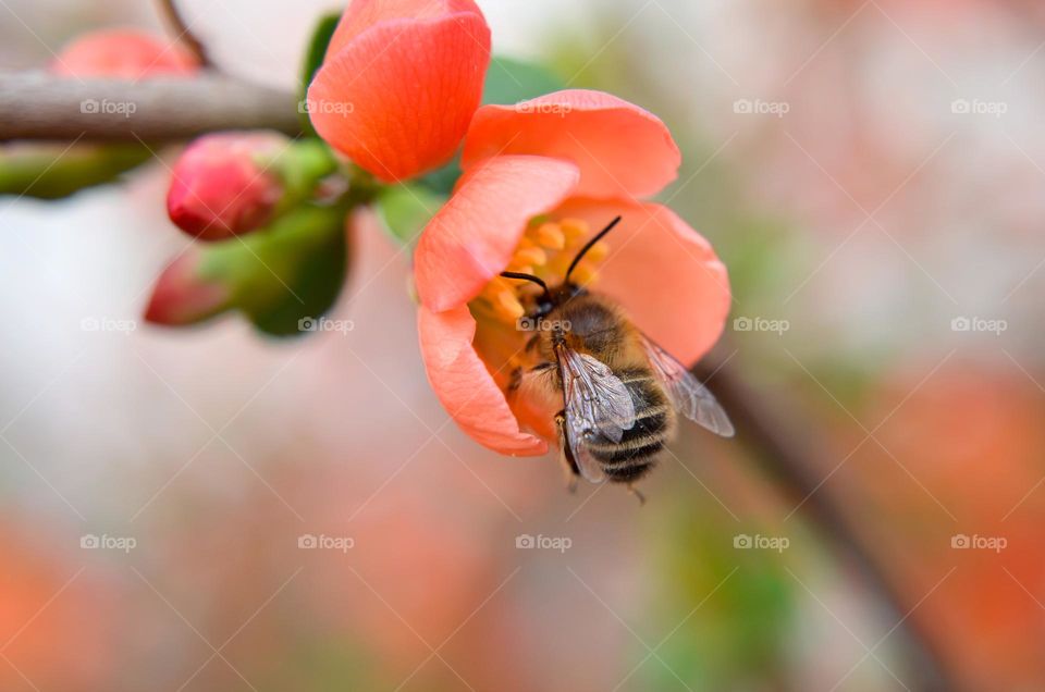 Bee on Flower