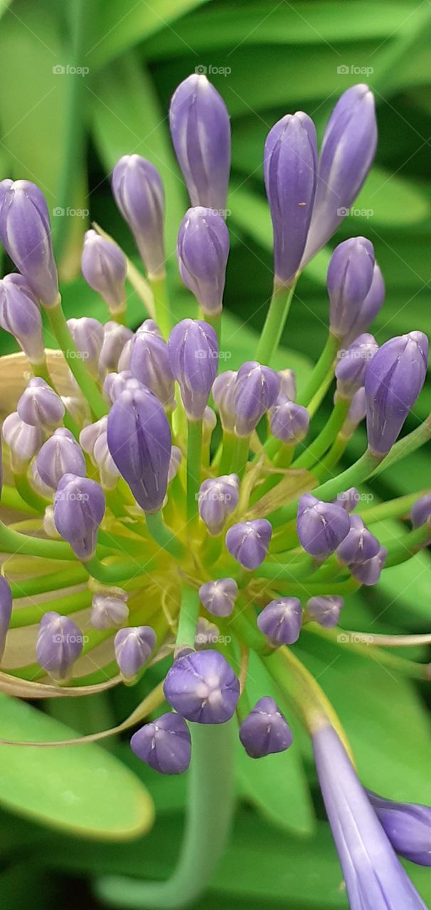 mi flor agapanthus preferida