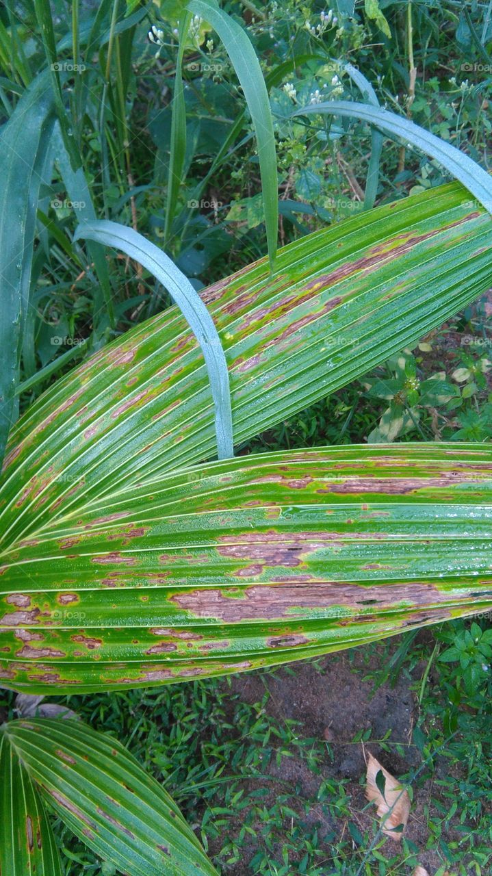 coconut plant leaf