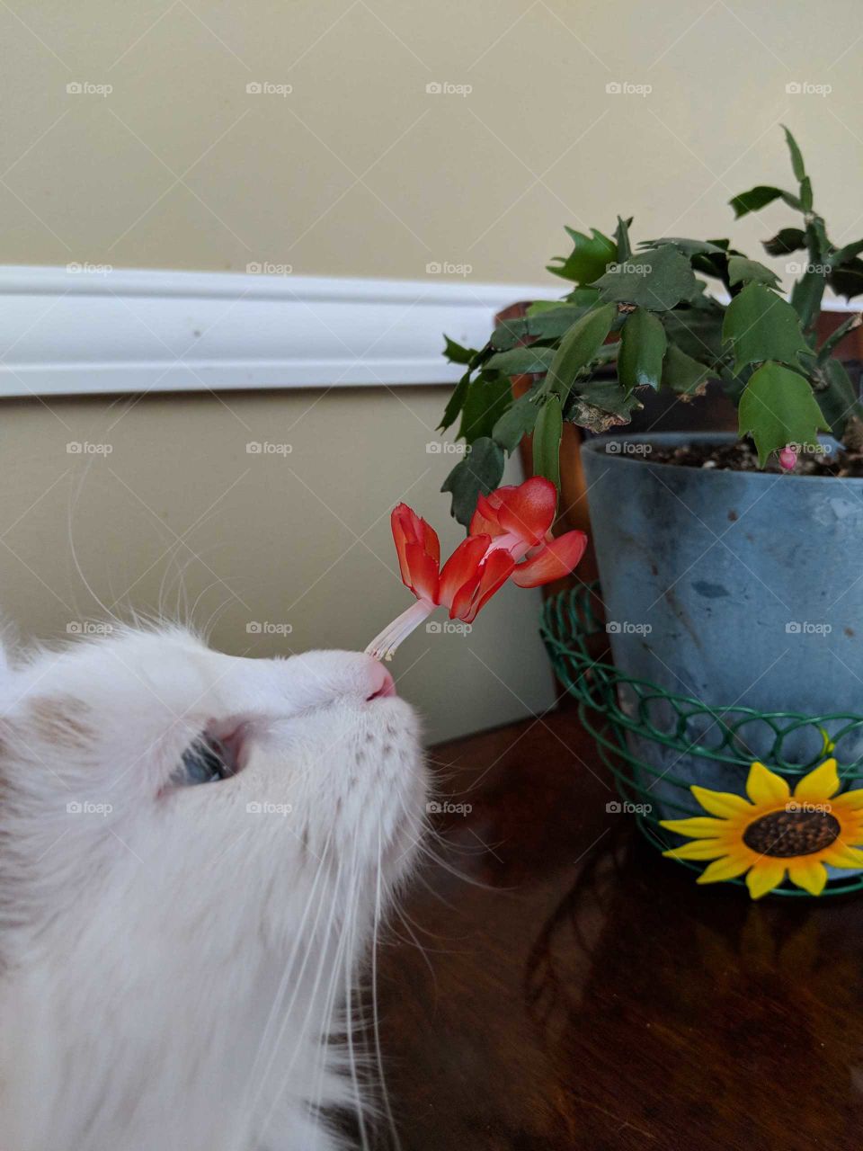 Kitty cat curiosity...