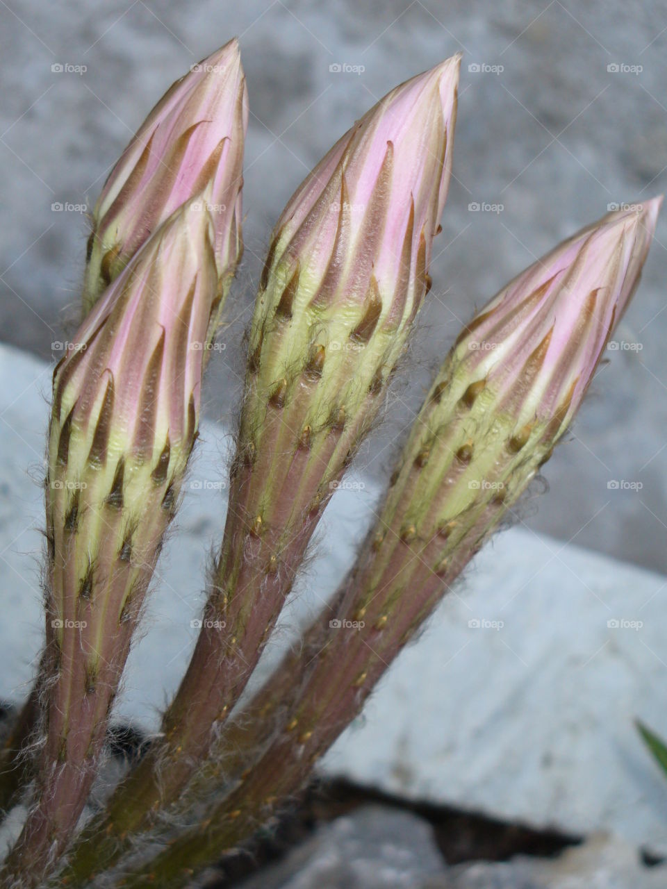 Cactus Violet Easter