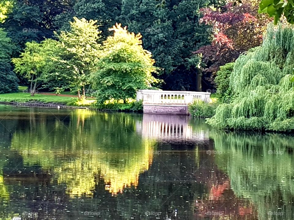 Reflection in a pond