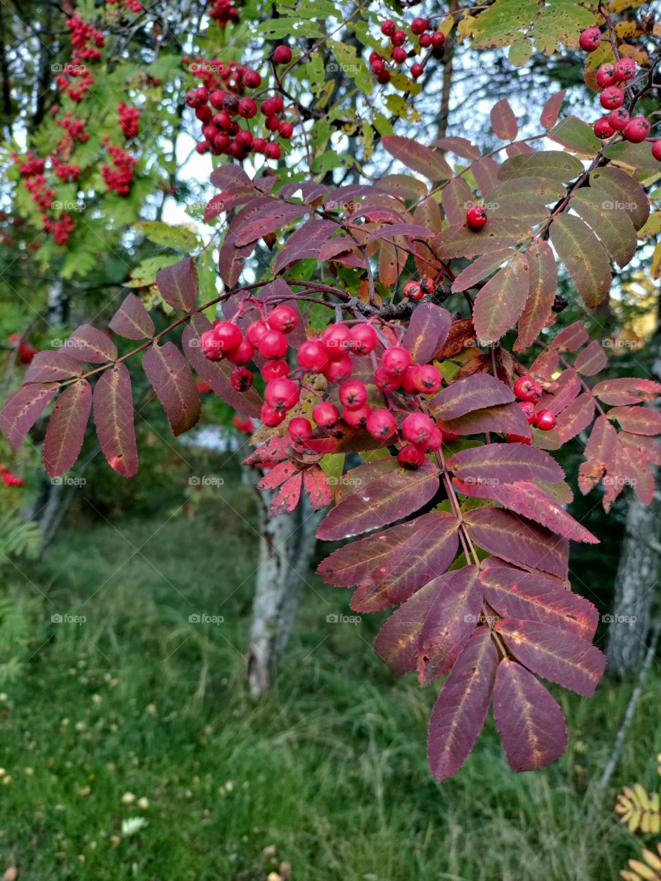 autumn colors in the rowan