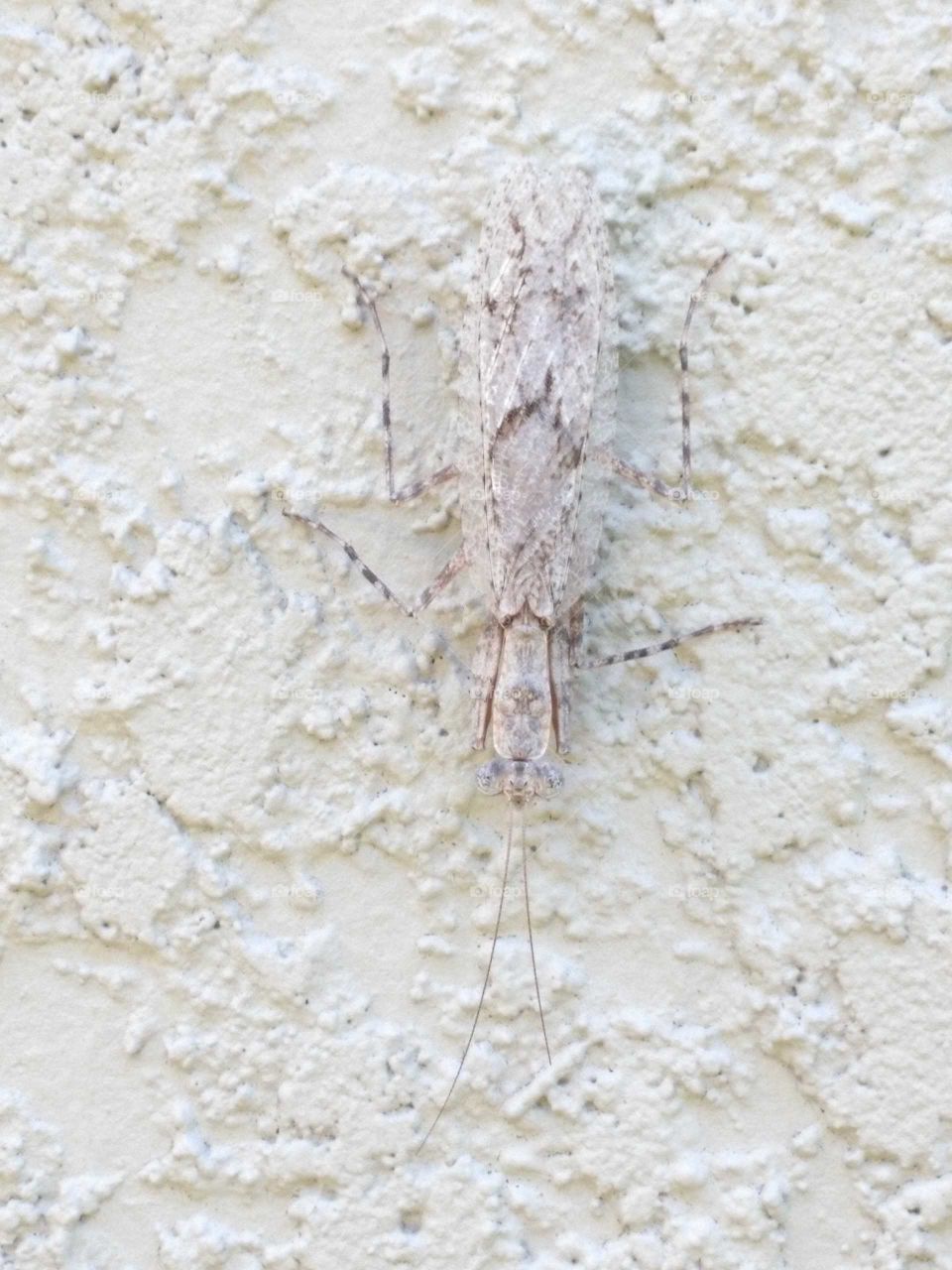 bug blending into the wall