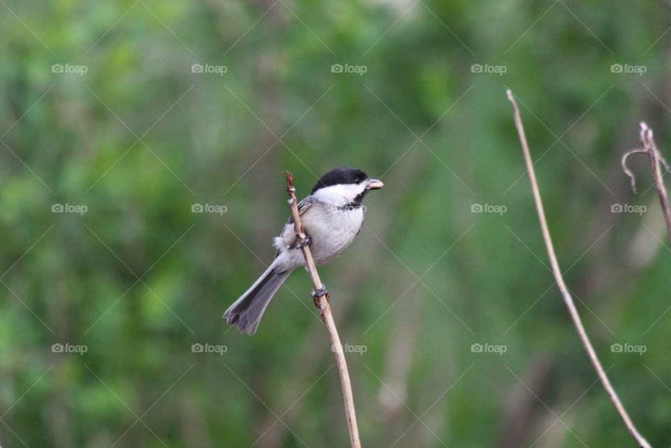 Black Capped Chickidee