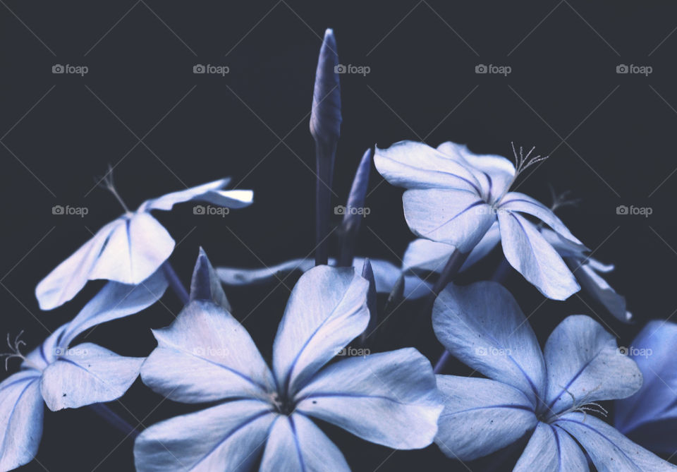 Blue Flower isolated on black background. Romantic view.
