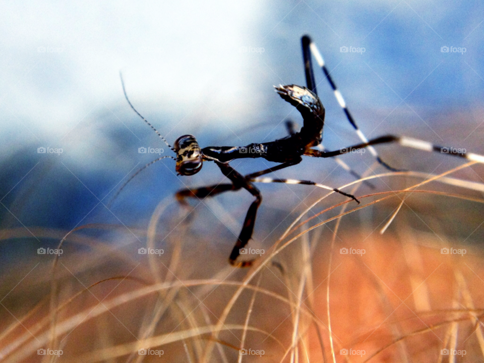 macro insect tiny weird by liquideyes