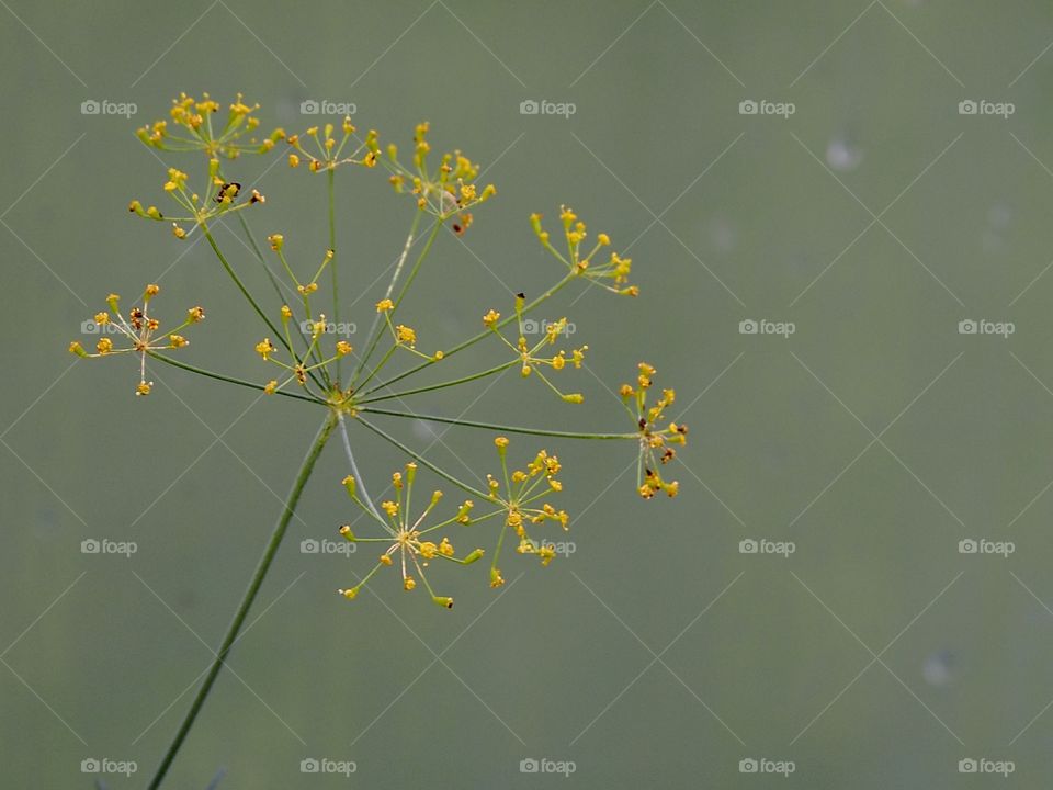 Dill flower
