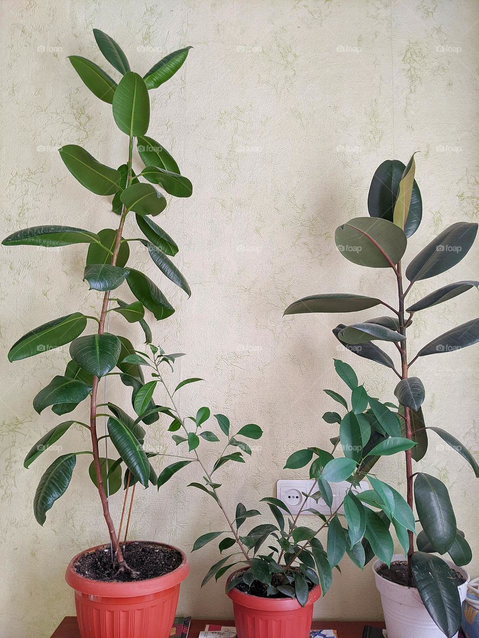 ficus