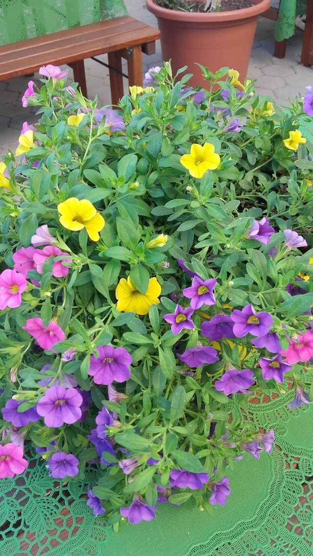 Yellow Flowers