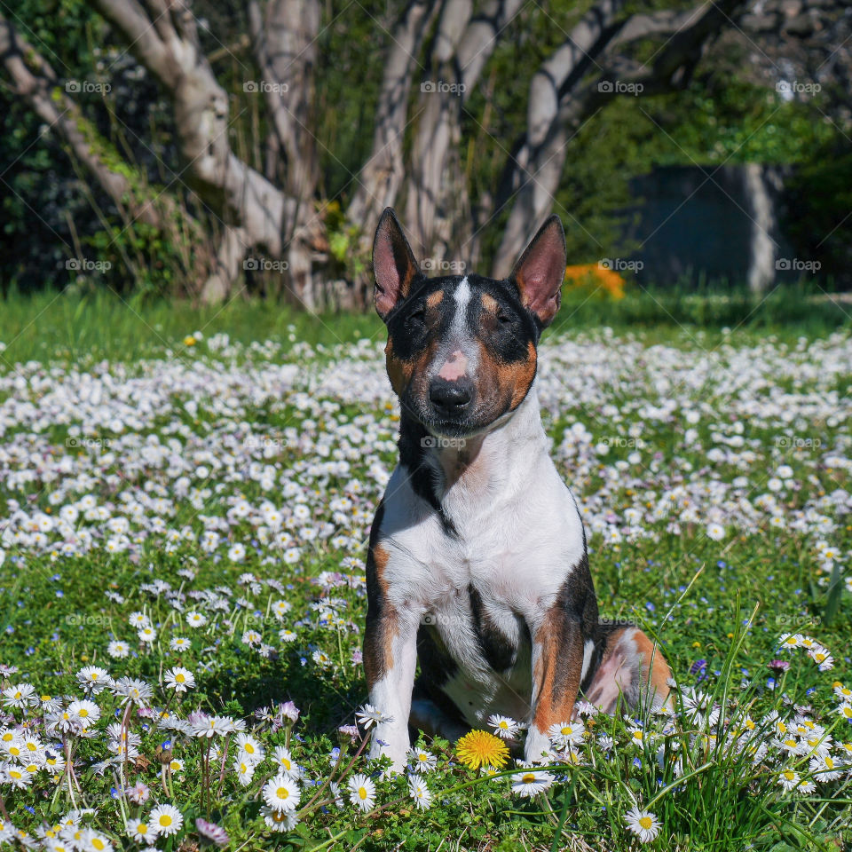 Happy dog : Scarlet du MAS des rêves 