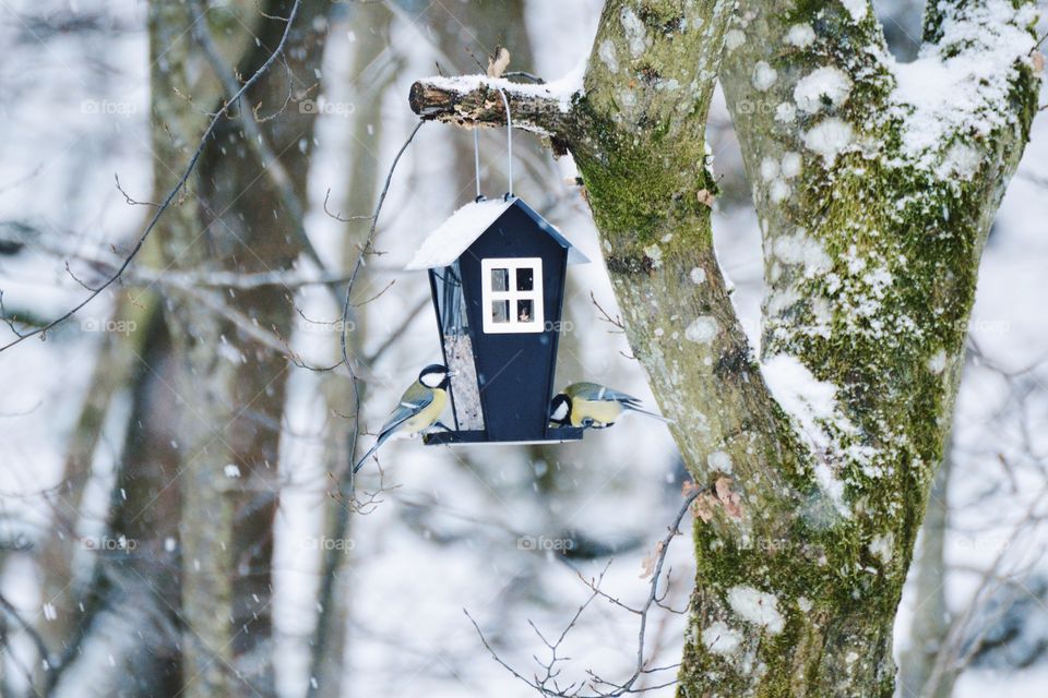 Two birds perching on birdhouse in snow
