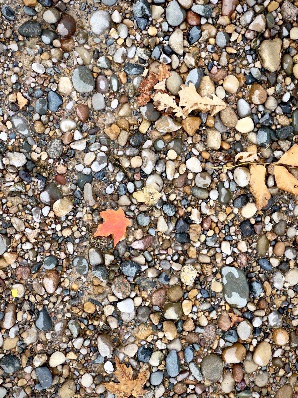 Pebbled lakeside beach perfect for beach combing, Single red Canadian maple leaf on Lake Huron beach, conceptual , copy space, background backdrop, beachcombing, nature, patriotism, Great Lakes, geology, simplistic