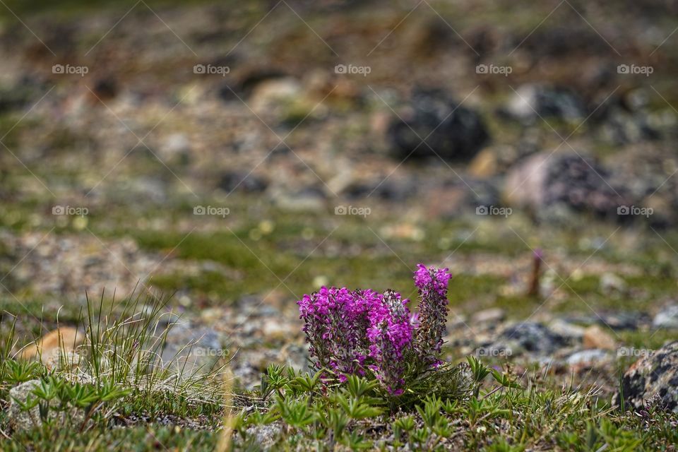Fuchsia mountain flowers