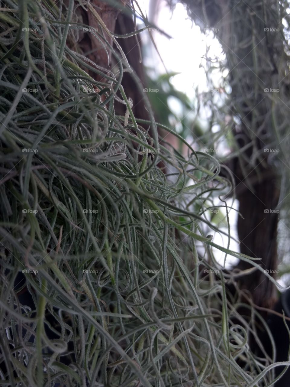 beautiful Spanish moss in focus with a softly lit background