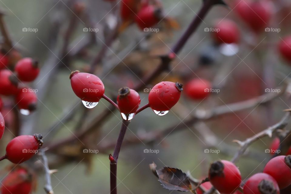 Raindrops on the plant