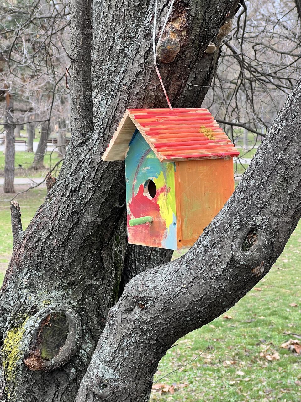 Colourful house for birds on the tree 