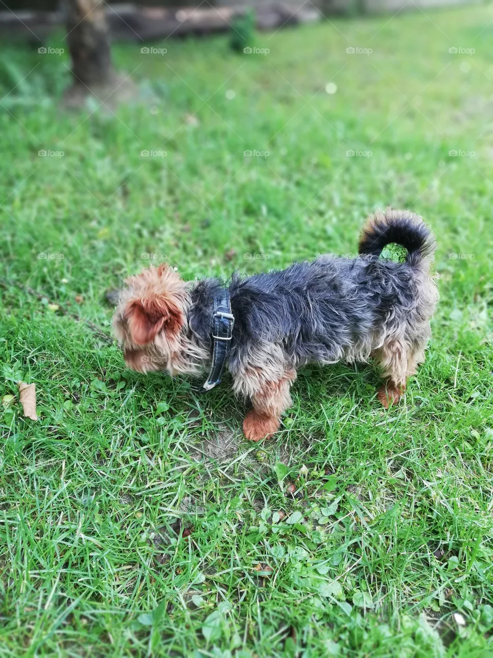 chien