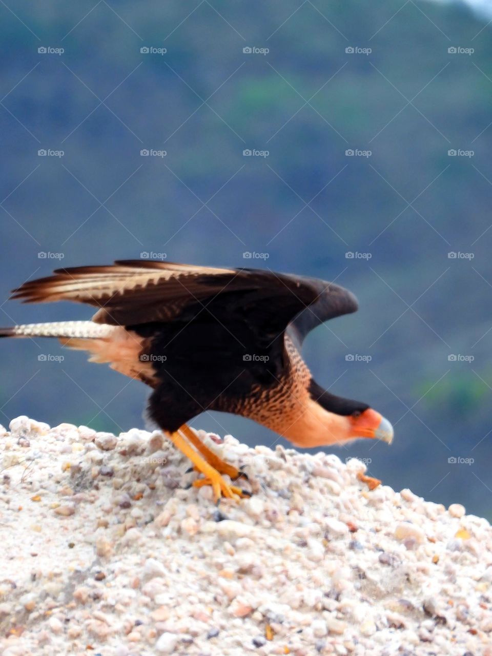 Momento do voo de um gavião, águia da região amazônica 📸