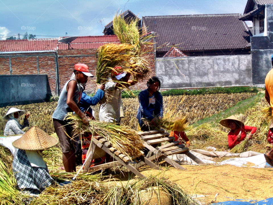 Rice Harvest Season