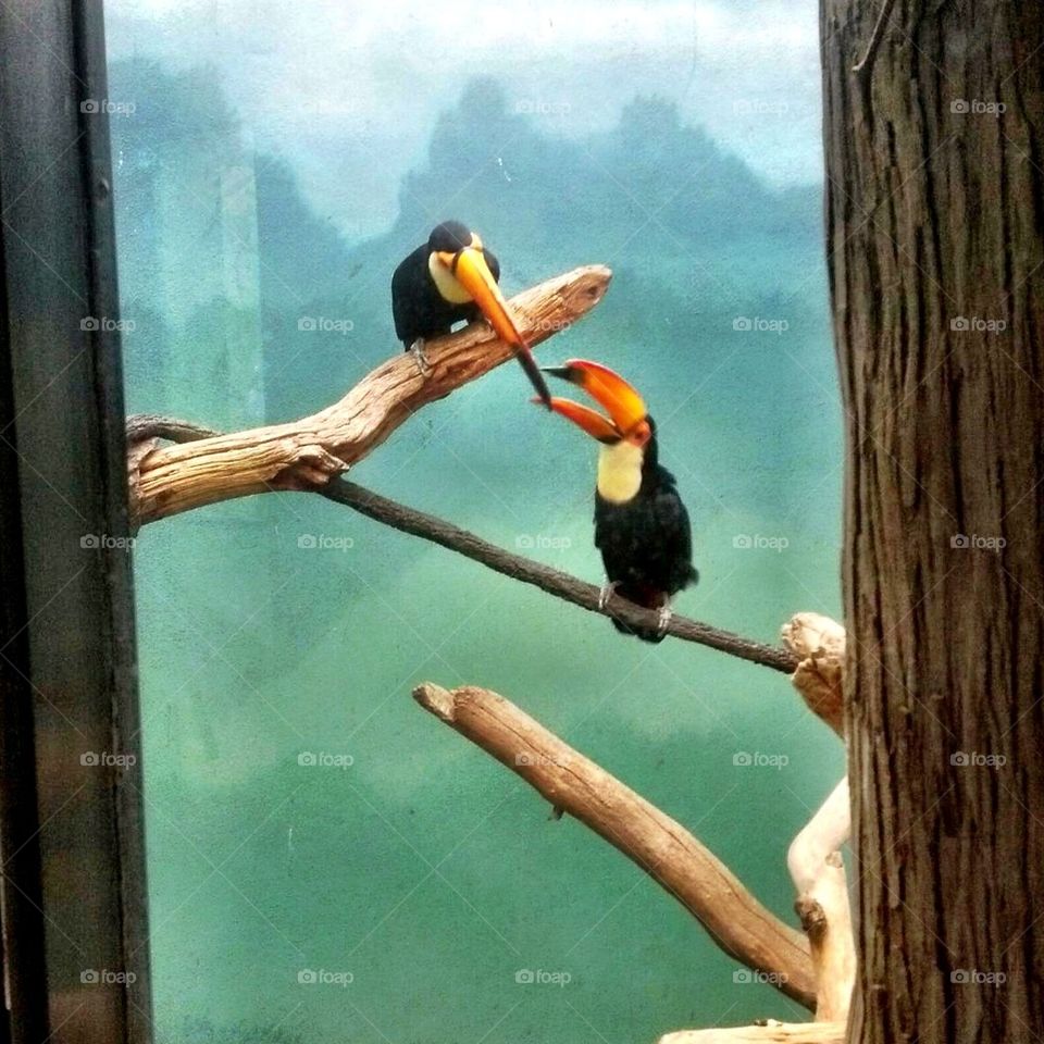 Toucan 