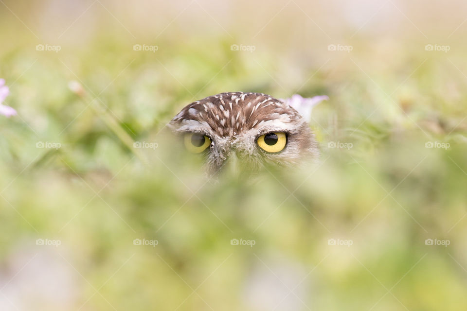 Burrowing Owl peek-a-boo