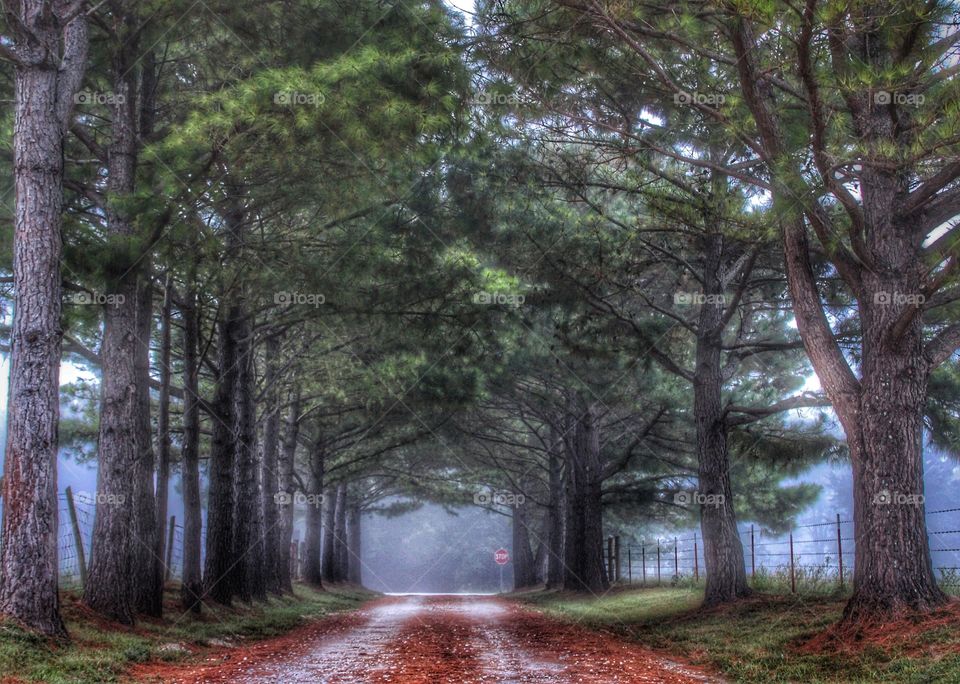 Misty Morning in the Pines