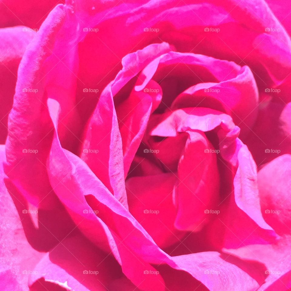 The pink rose blooming 