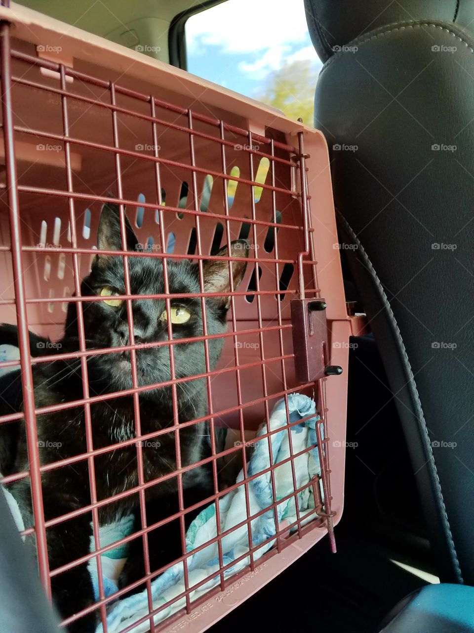 Cat in crate driving to Vet appointment, looking at cage door & cats face.