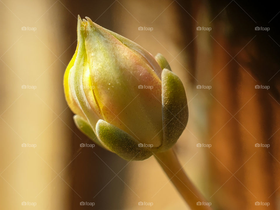 small succulent flower