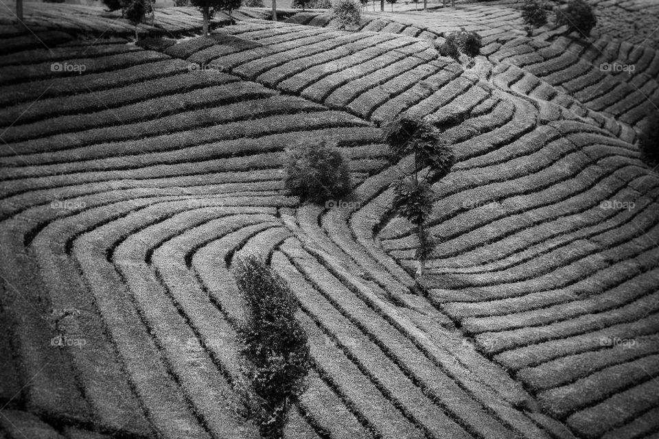 tea plantation