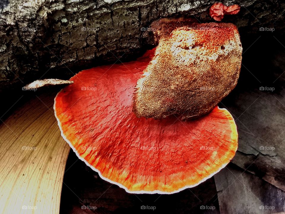 wild mushroom...