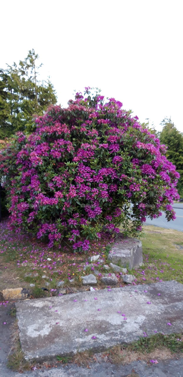 rhodos a vancouver island