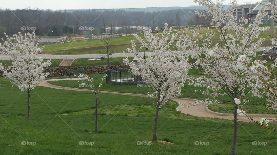 flowering trees with fountain. trees in a park with white flowers and a water fountain in the background
