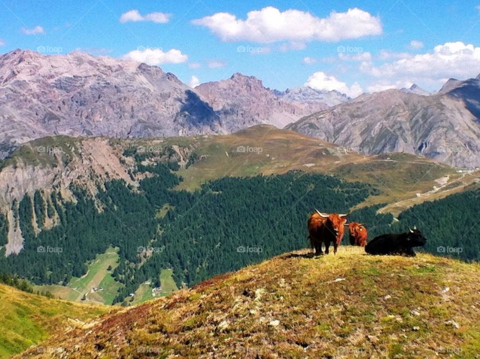Mountain Cattle in Livigno, Italy