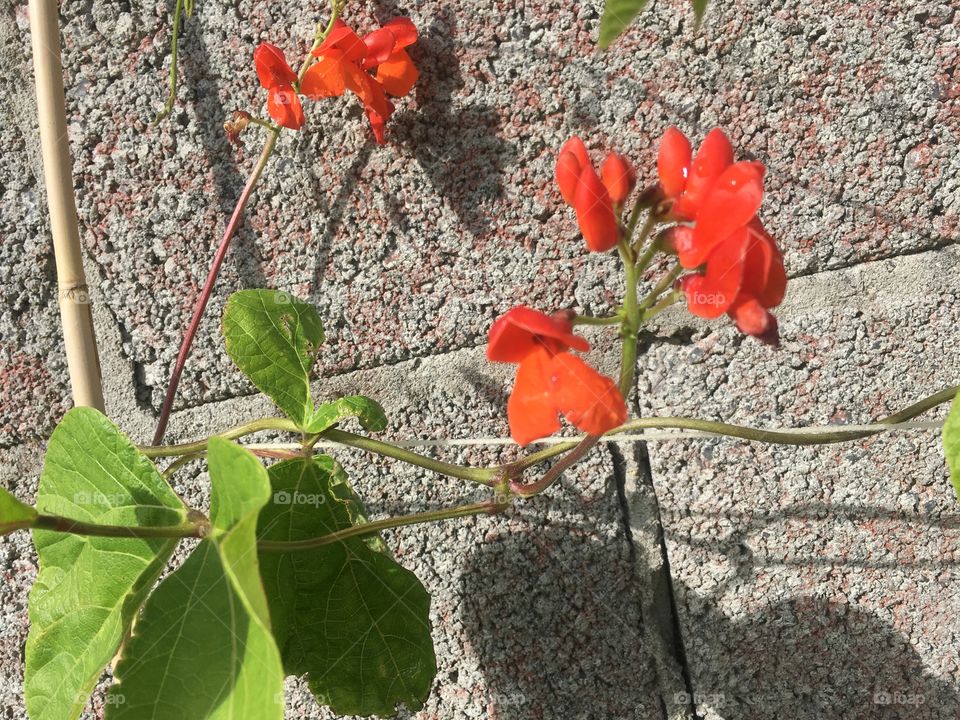 Runner bean flowers 