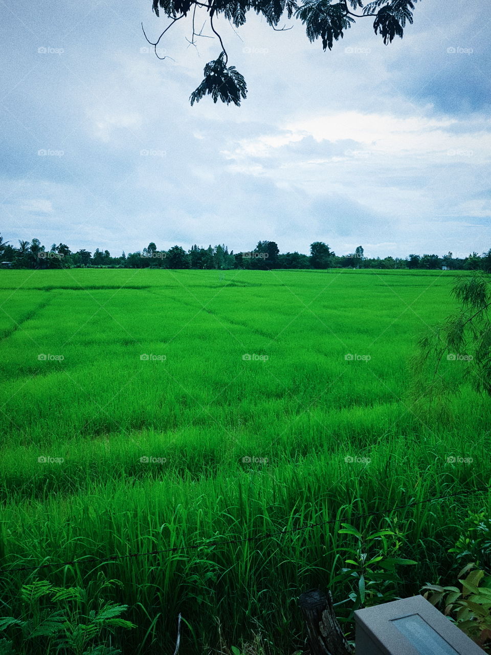 Farm Rice