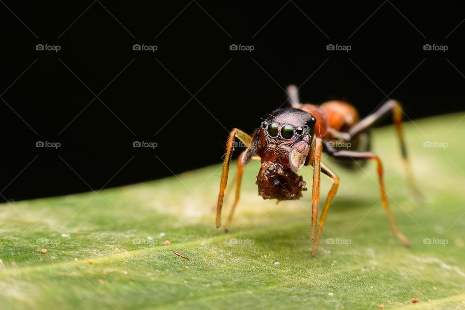 Close up of jumping spider