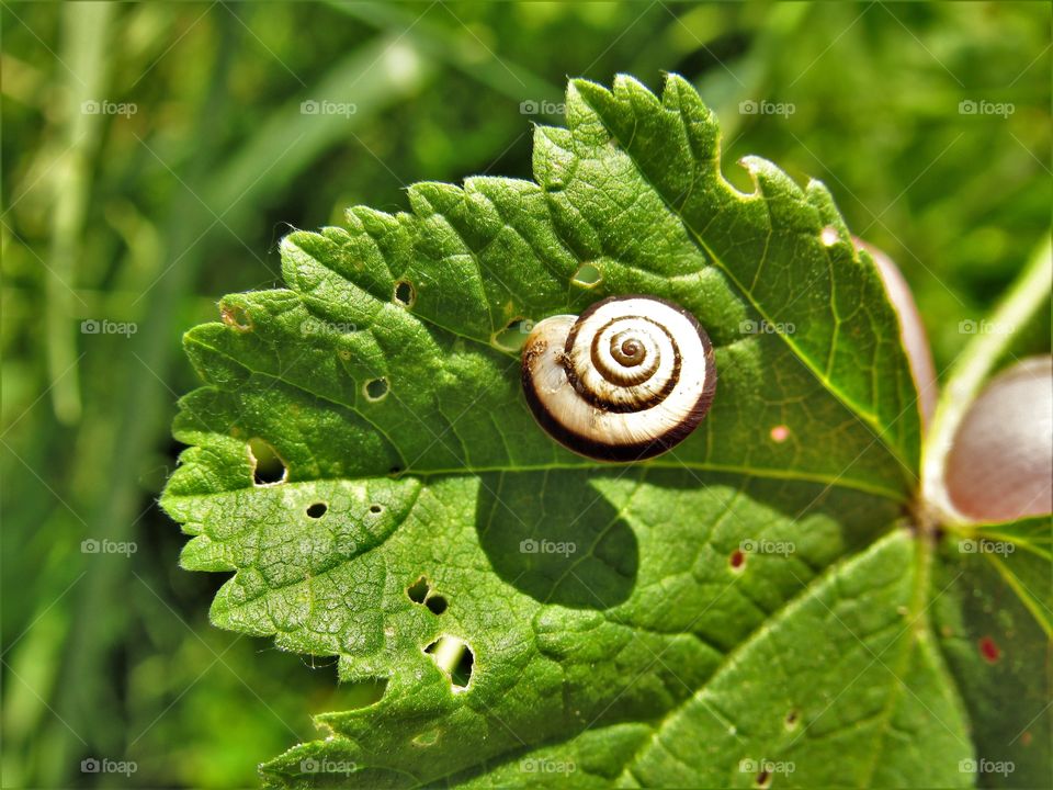 snail