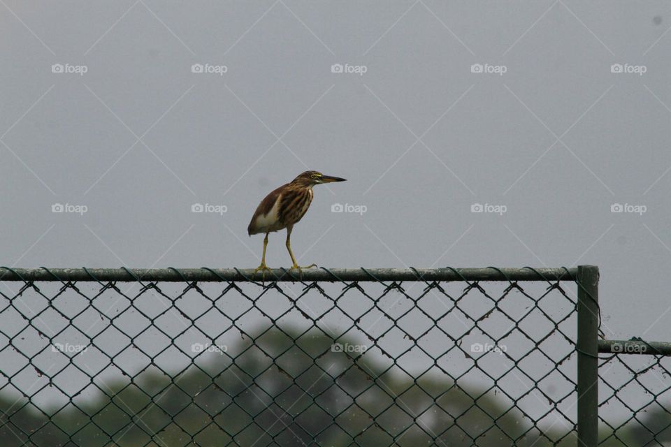 beautiful tiny bird