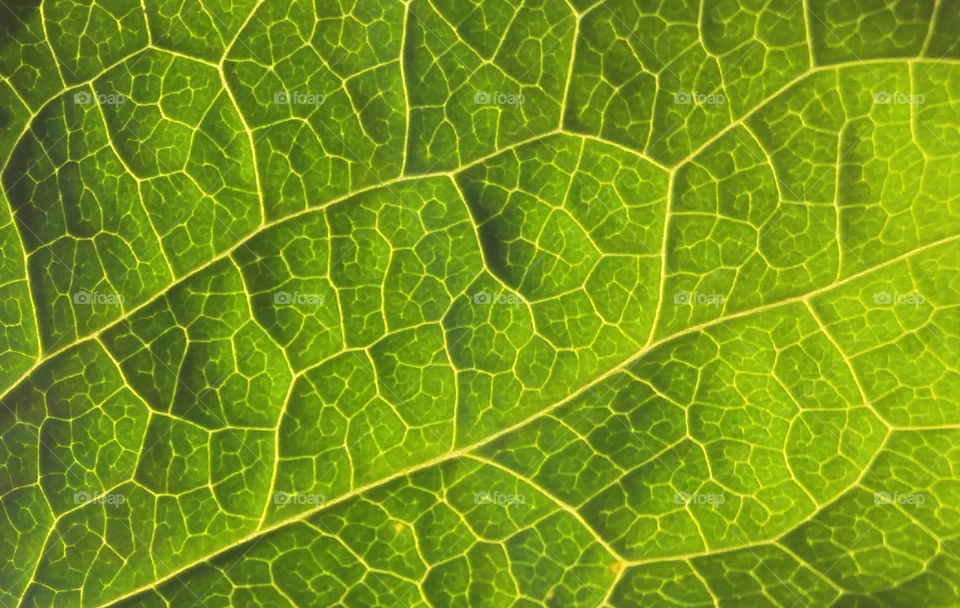 Macro leaf texture