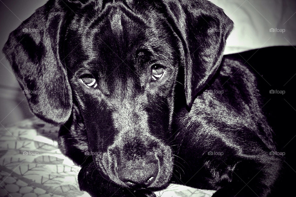 black dog love cute by krispett