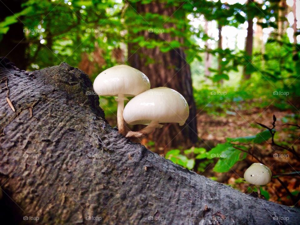 white fungi