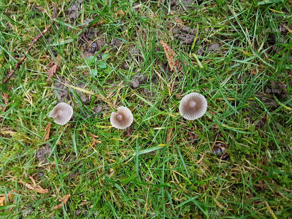 three little mushroom
