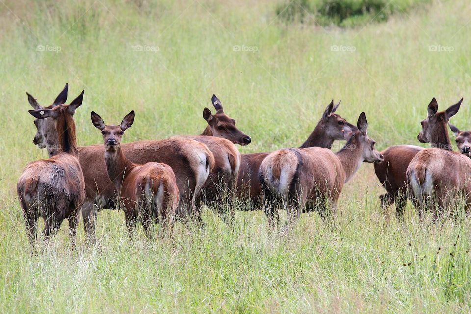 Deers standing on grass